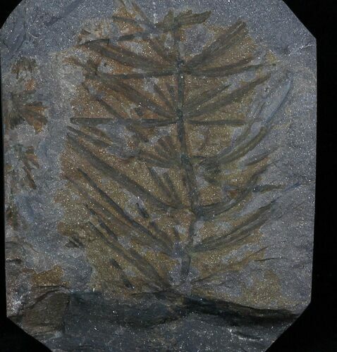 Pennsylvanian Horsetail (Asterophyllites) Fossil - France #31966